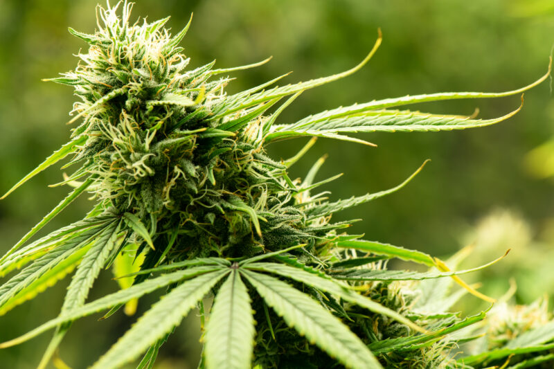 Blooming cannabis ready to be used for extraction into various products medical and food or drink even for entertainment.