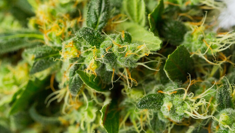 A blurry closeup shot of dry cannabis