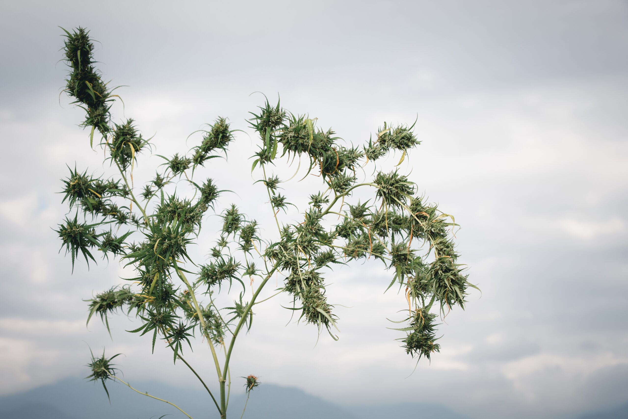 Cannabis branch with a mountain landscape in the background