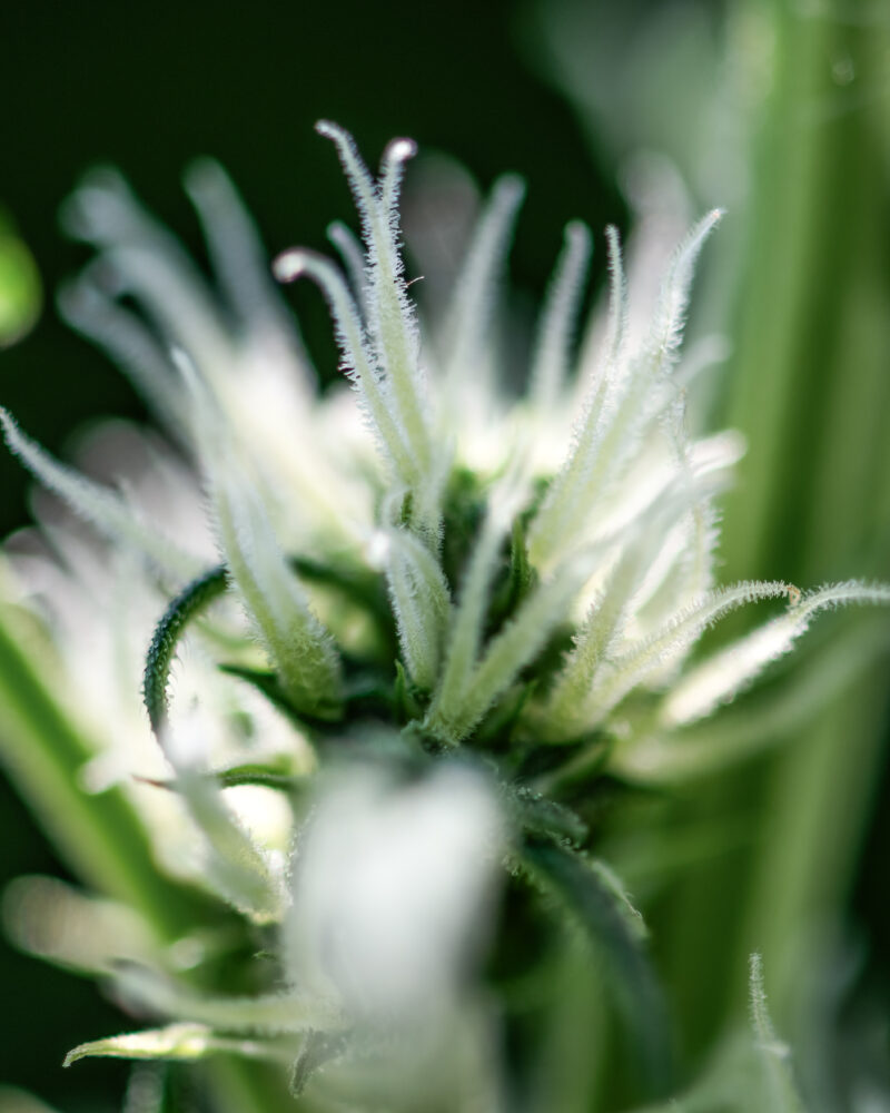 Closeup of flowering cannabis indica sativa female bud. Trichomes and hairs of marijuana bud flower. Medical cannabis growing. Macro shot