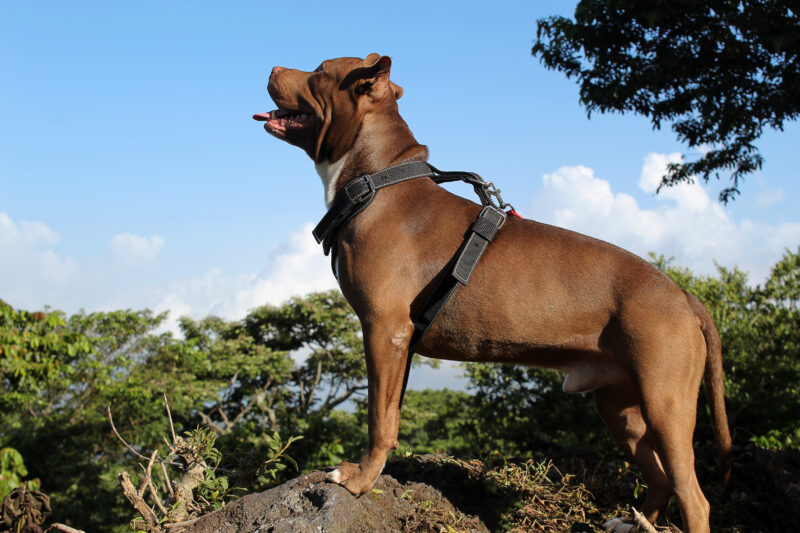 Amazing photo of a brown dog posing attractively on a rock. In the background you can see a blue sky and the green of the leaves of the trees.