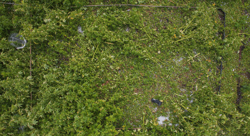 Hail-damaged cannabis buds lying on the ground with visible ice pellets.