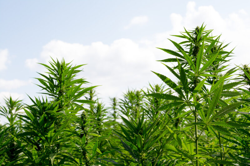 A cannabis or marijuana field, Sativa leaves weed medical hemp hash plantation against a cloudy sky