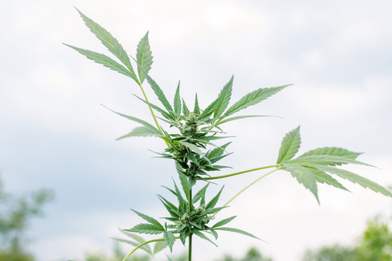 Cannabis plants growing at outdoor farms. Photo with the formula CBD (cannabidiol). Close-up. Concept of cannabis plantation for medical.