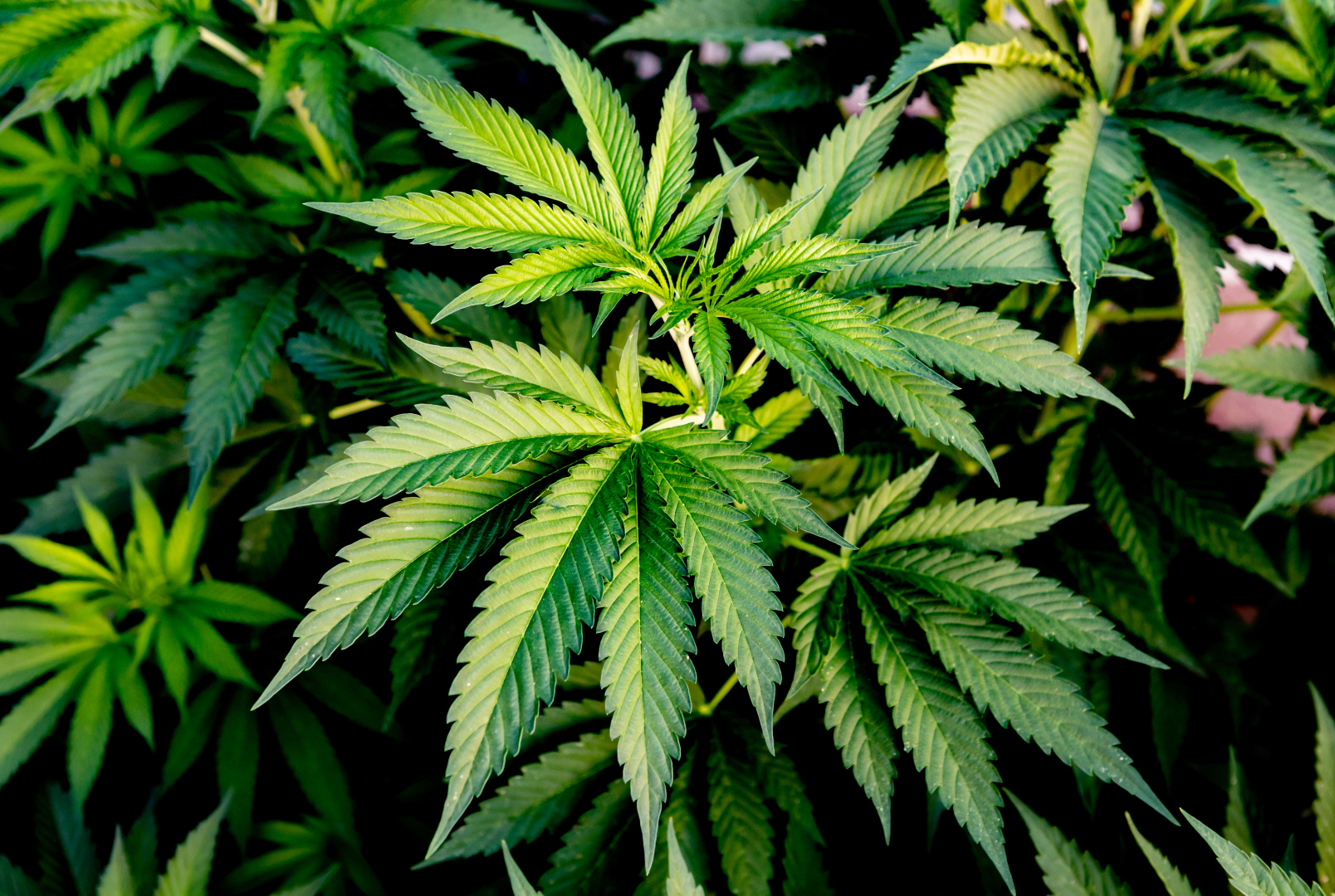 Healthy indoor cannabis plant in vigorous vegetative growth