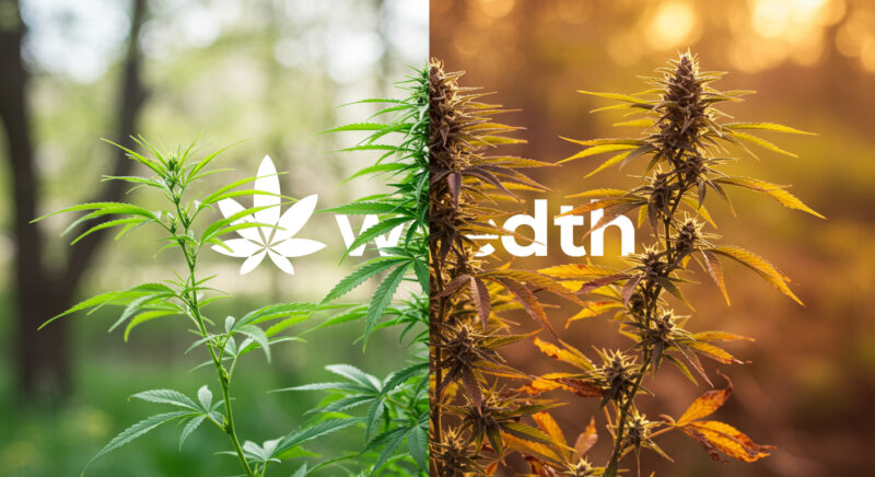 Side-by-side comparison showing a young cannabis plant during the vegetative stage on the left and a mature flowering cannabis plant on the right, illustrating the life cycle transition.
