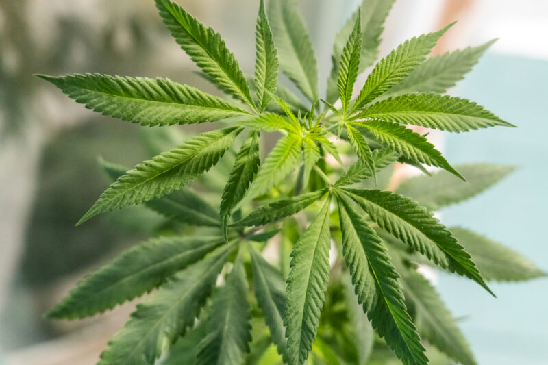 Cannibis plant with selective focius on the stem and leaves on top of the plant.