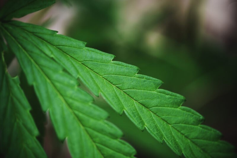 Cannabis leaf marijuana plant tree growing on dark background / Hemp leaves for cbd extract medical healthcare natural