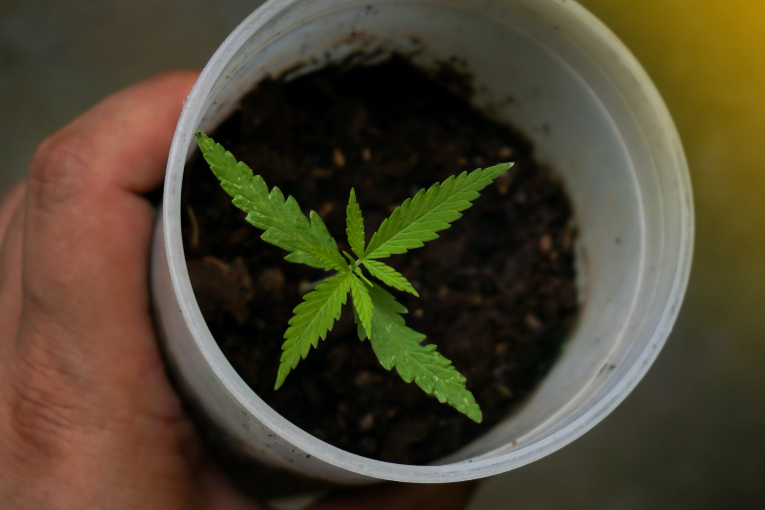 starting indoor cannabis