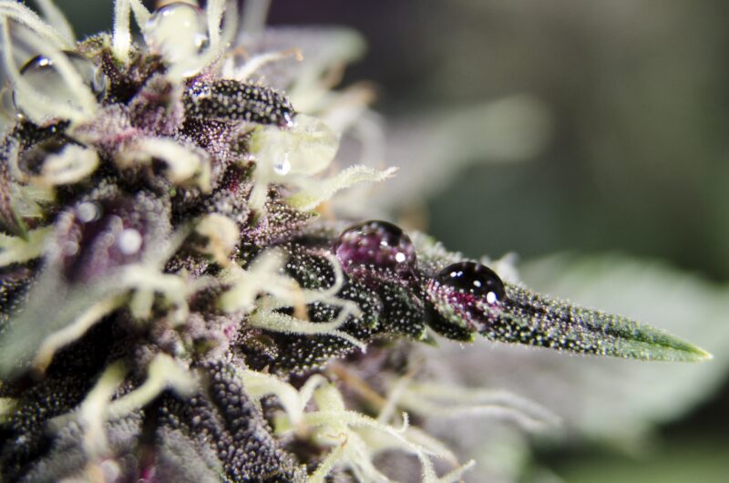 Weed bud flower detail with resin