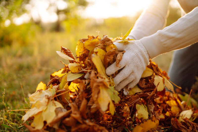 Close Up Of a male hand Raking Autumn Leaves In Garden. Autumn garden works.