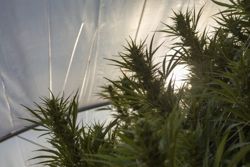 Sun behind a greenhouse plastic sheeting and marijuana colas.