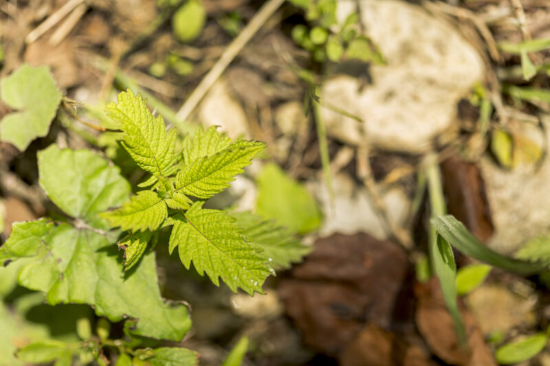 small cannabis leaves outdoors