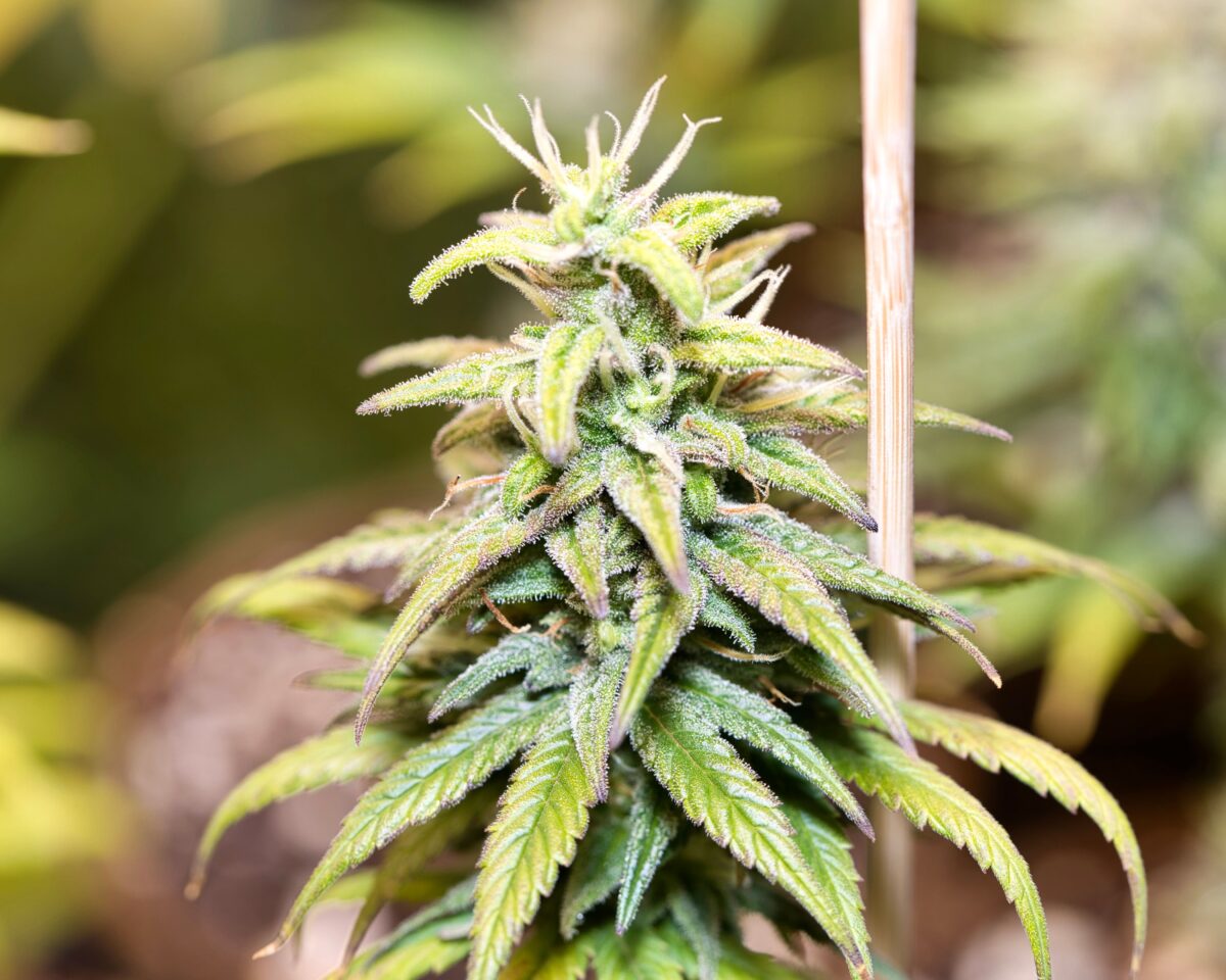 A closeup shot of a green cannabis plant and a support stick on an isolated background