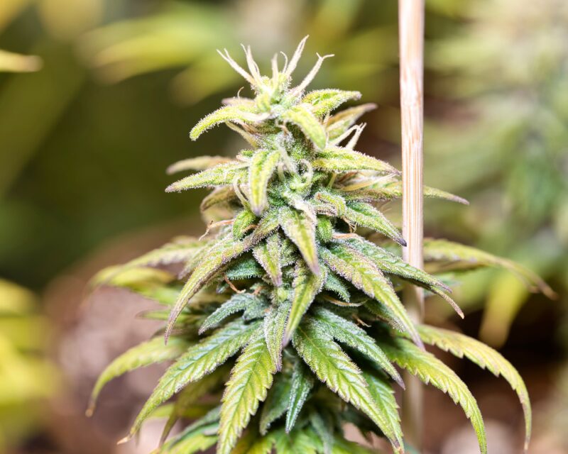 A closeup shot of a green cannabis plant and a support stick on an isolated background