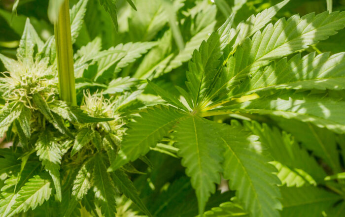 A closeup shot of green cannabis starting flowering