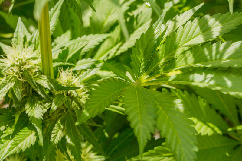 A closeup shot of green cannabis starting flowering 