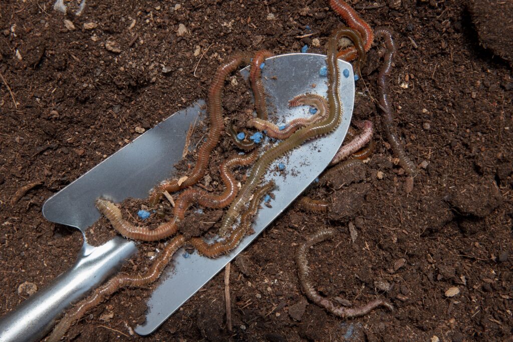 Compost with earthworms showing active organic matter and soil biology.