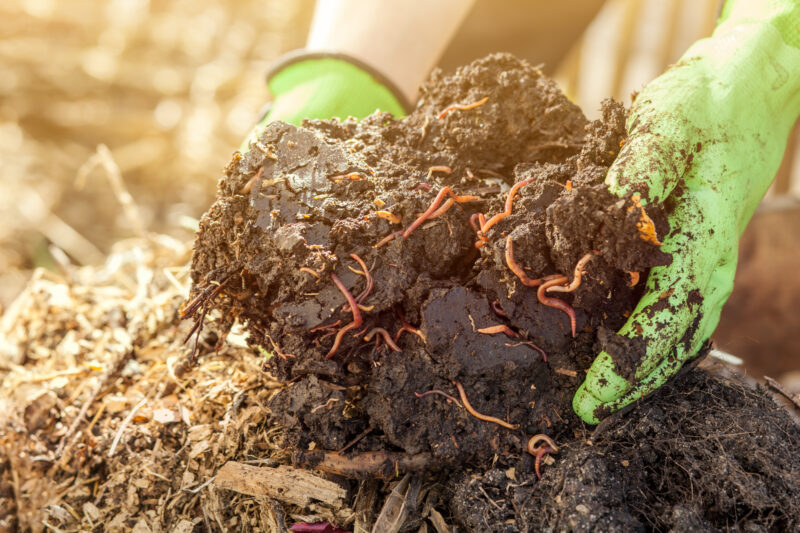 compost with worms from organic waste
