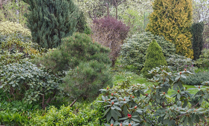 coniferous trees in the garden: spruce, arborvitae, pine, fir, juniper.