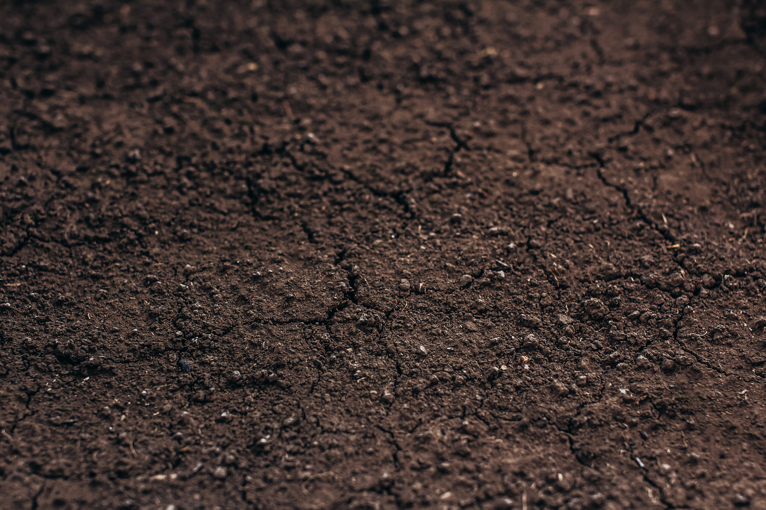 Close-up of a dry soil surface