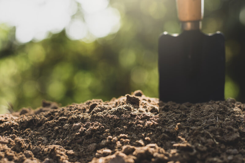 Dung or manure for planting.