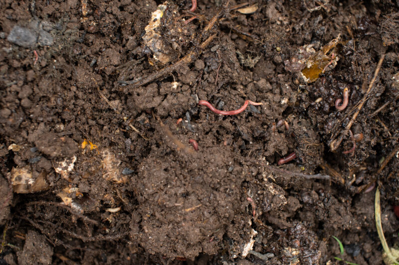 A closeup shot of earthworms amidst fertile soil, showcasing natural soil aeration and composting processes