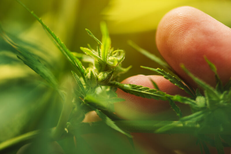 Farmer is examining cannabis hemp male plant flower development, extreme close up of fingers touching delicate herb part