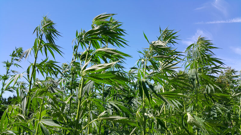 Close up of green fresh foliage of cannabis plant (hemp, marijuana) on blue sky background