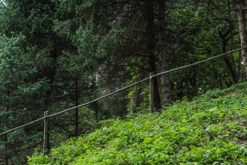 green hill in pine forest with wooden fence