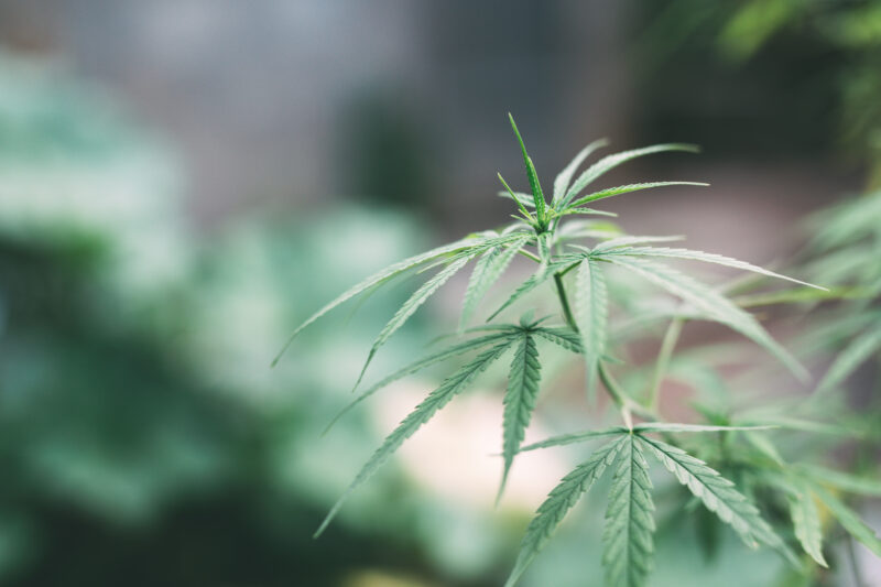 vegetative stage marijuana plant