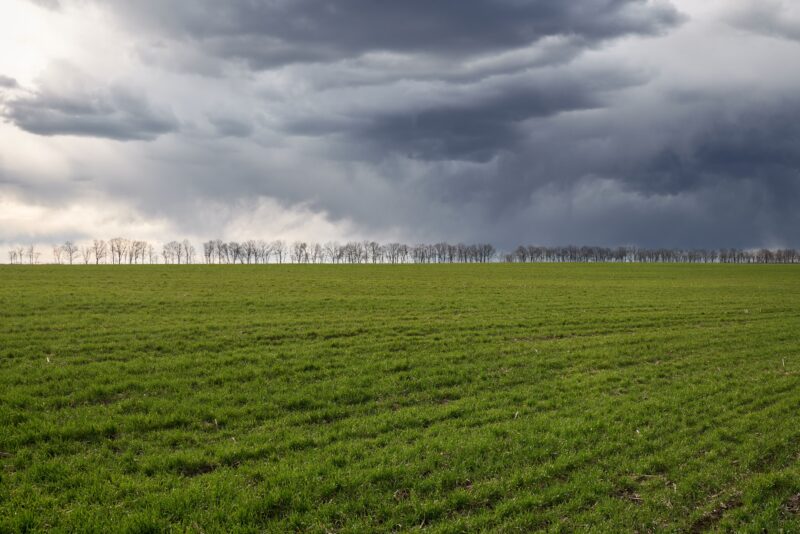 Green meadow and blue sky with trees on a horizon.