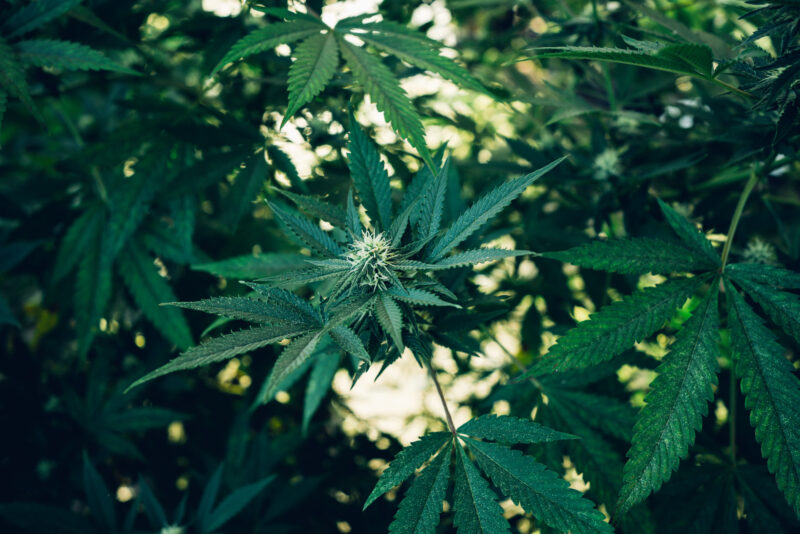 Group organic cannabis leaves on a dark background. Texture of Marijuana leaves of a plant.