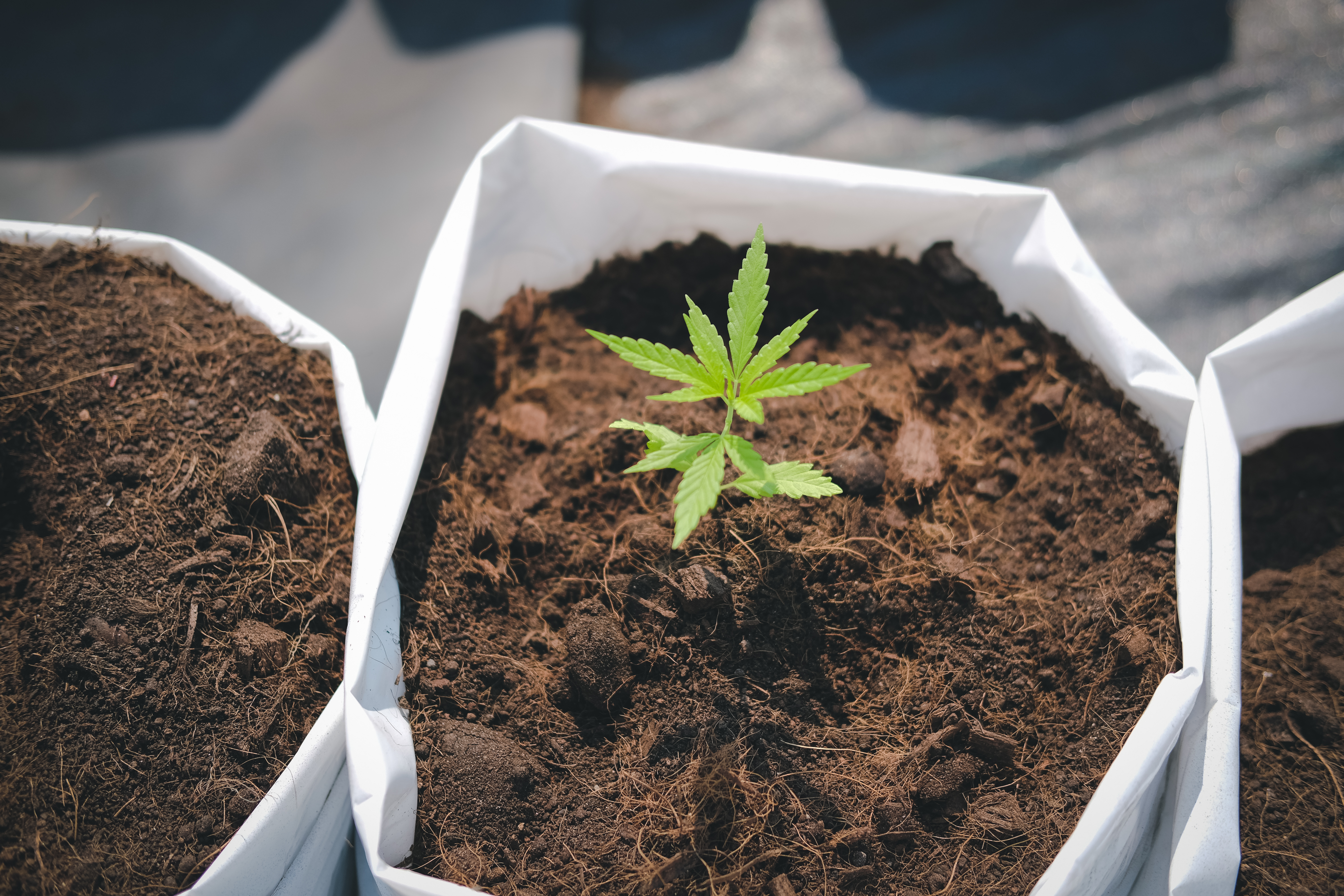 Cannabis plant growing outdoors on a farm