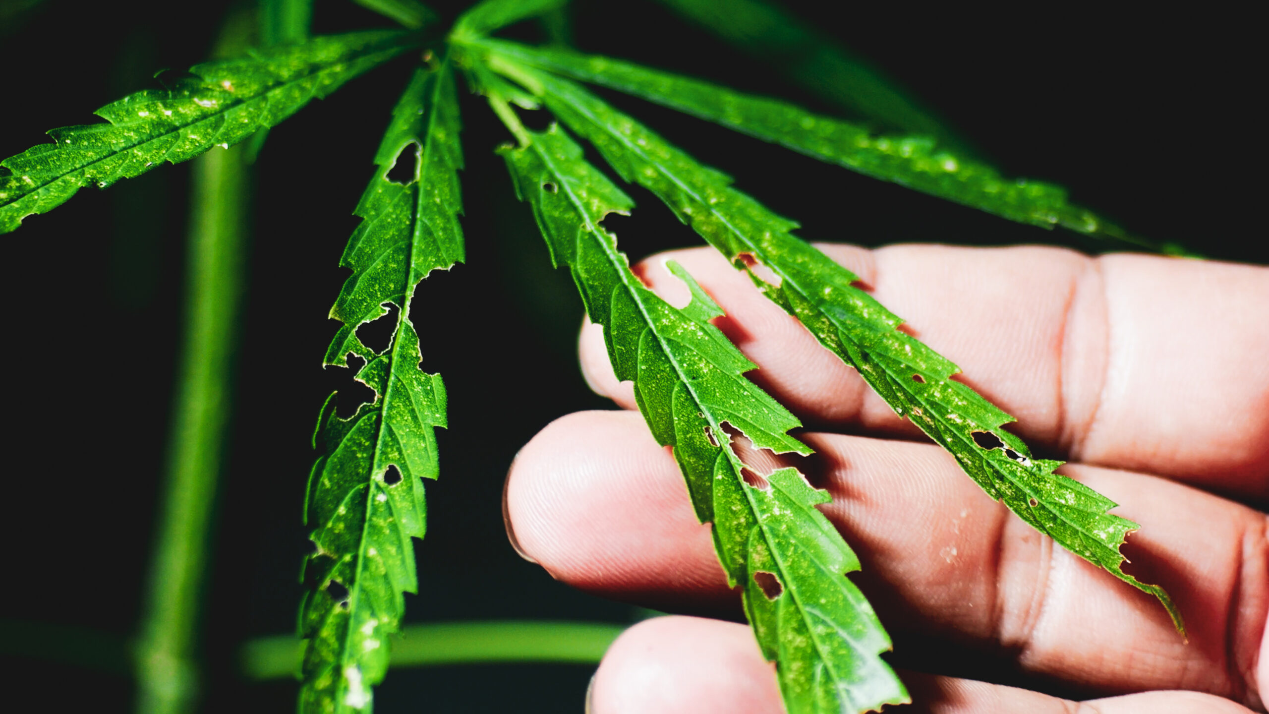 Cannabis leaf showing visible insect feeding damage