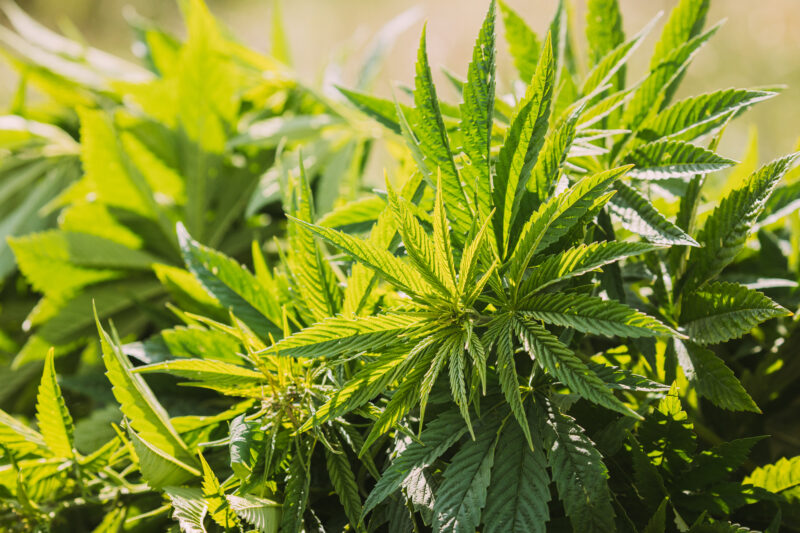Legal Green Marijuana Cannabis Leaves Growing At Farm In Sunlight. Beautiful Cannabis Cultivation. Marijuana Cultivation Green Lush Leaves. Young Cannabis Plant.