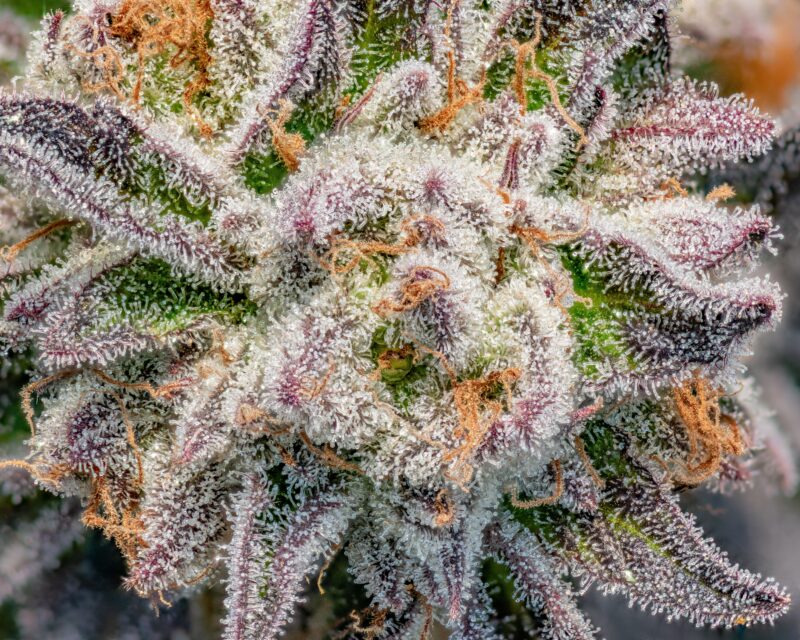 A macro view of cannabis also known as kush