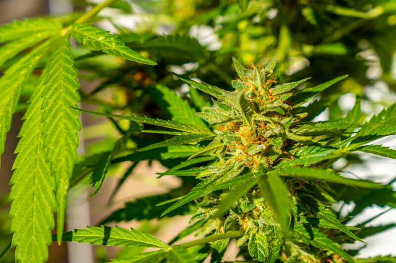 Marijuana buds surrounded by leaves. The medicinal cannabis plant seen up close. Critical is a cross between Afghani and Skunk