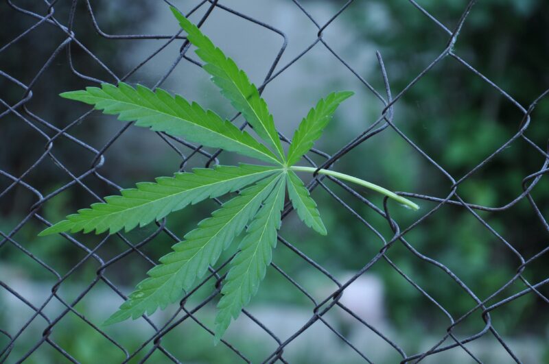marijuana-leaf-on-metal-iron-fence