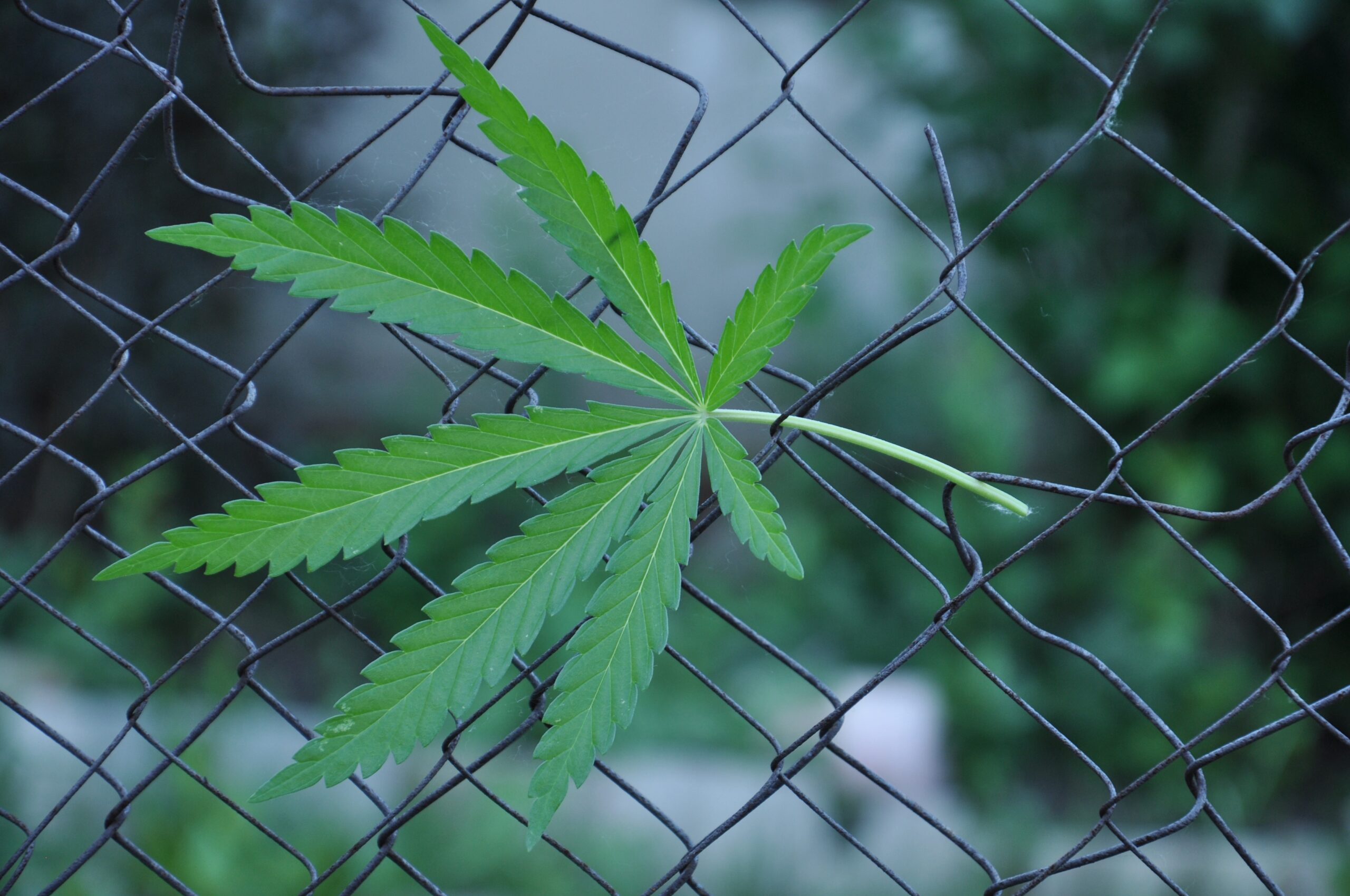 Cannabis leaf beside a property fence