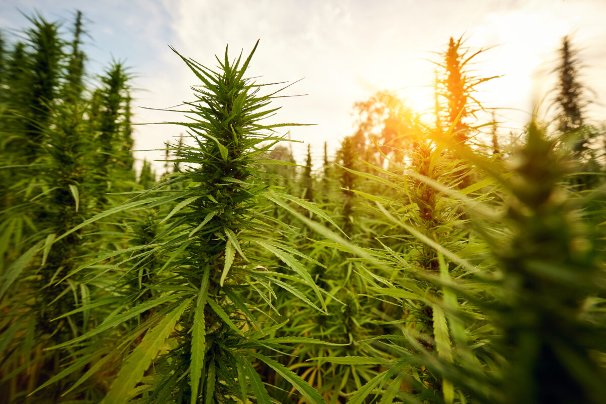 marijuana leaves cannabis plants close up in the farm background at sunset