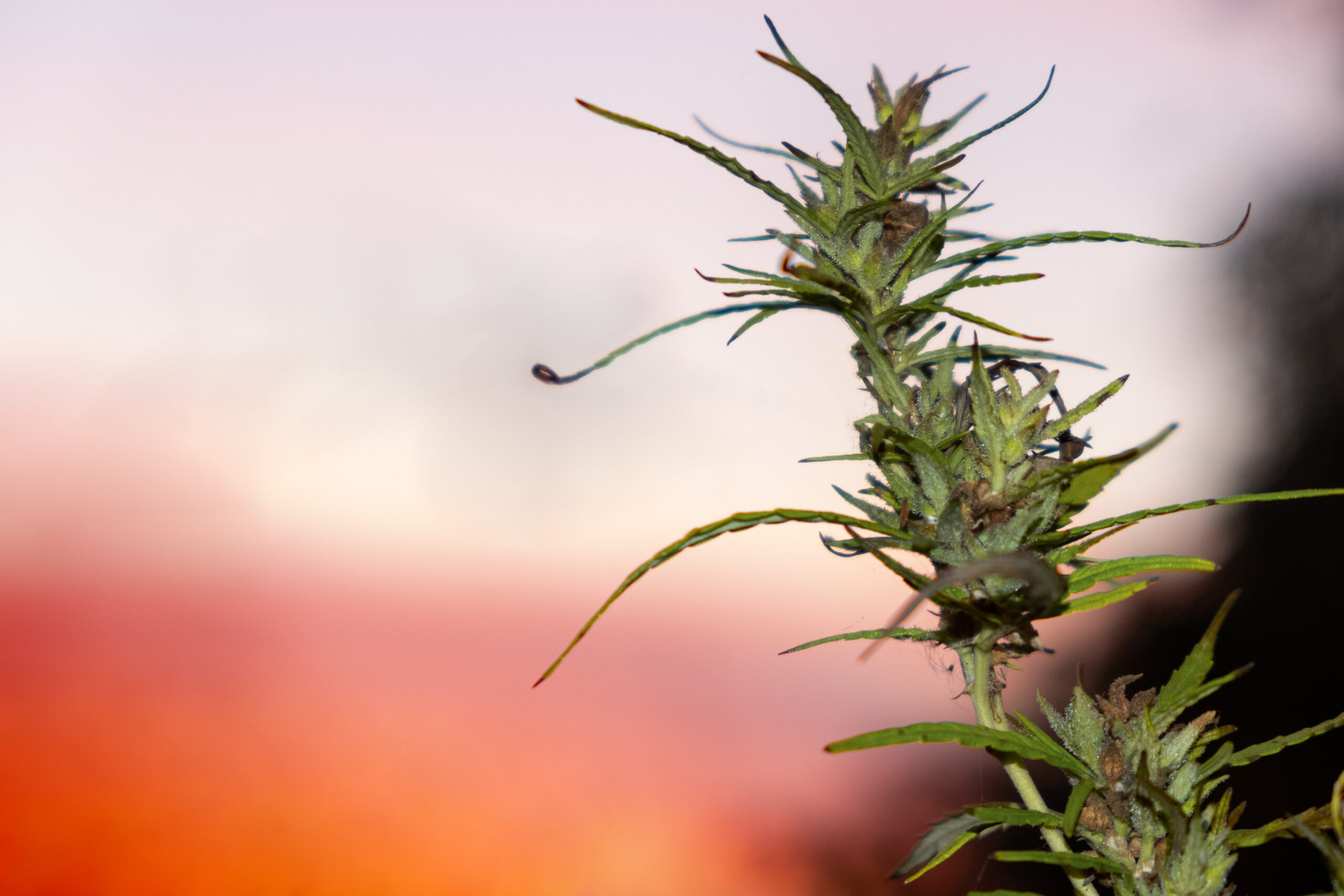 Outdoor cannabis flowers at sunset