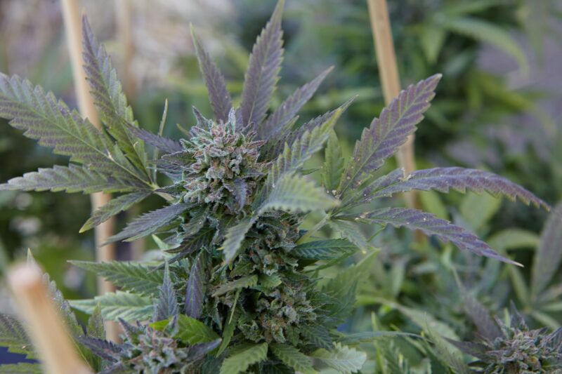 A closeup shot of a marijuana plant on blurred background