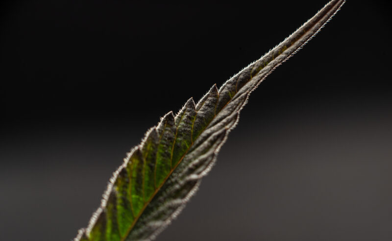 marijuana background, fragment of a leaf of a plant medical closeup