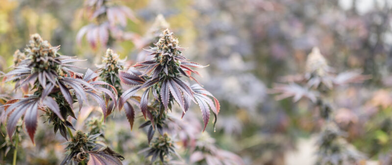cannabis buds, green dady