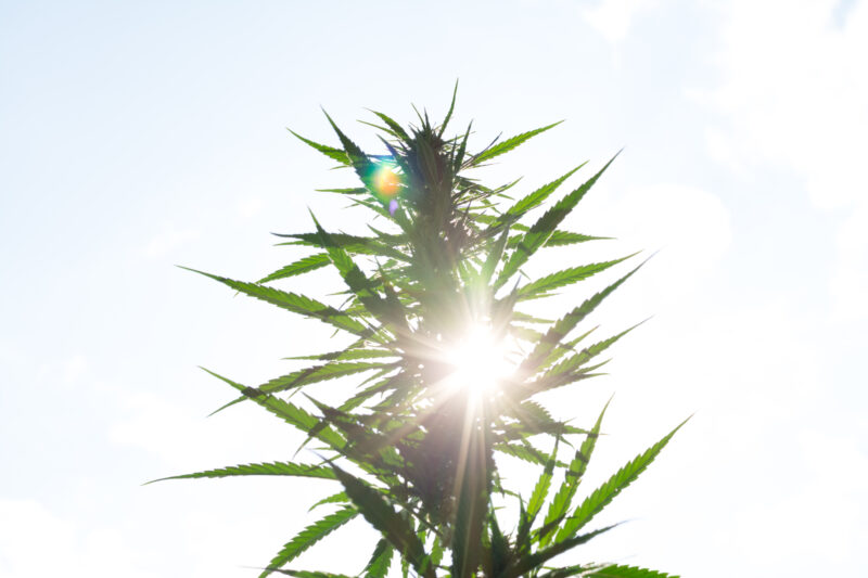A Medical marijuana, Green cannabis leaves isolated on a white background.