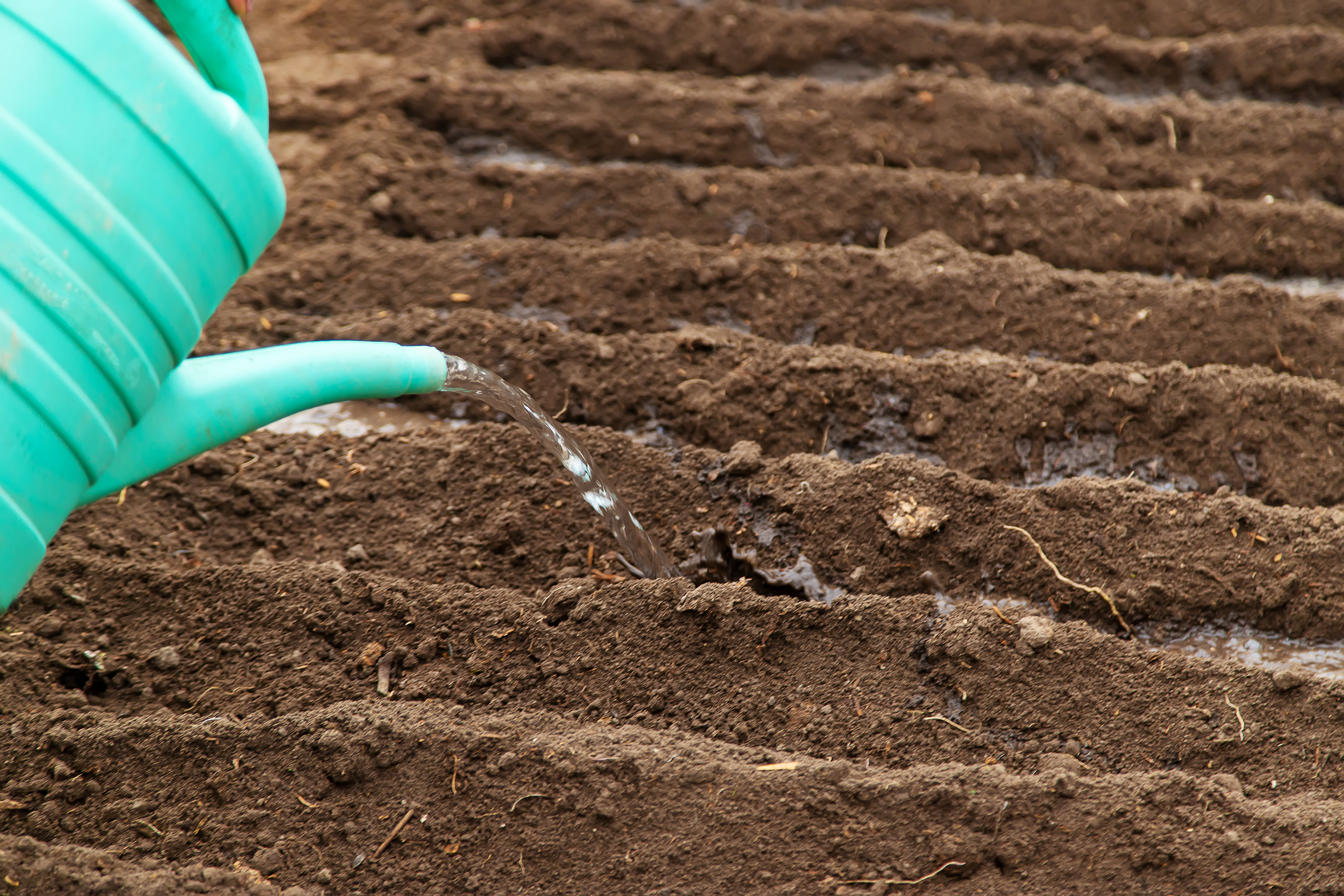 Water poured into soil holes outdoors to observe drainage and percolation.