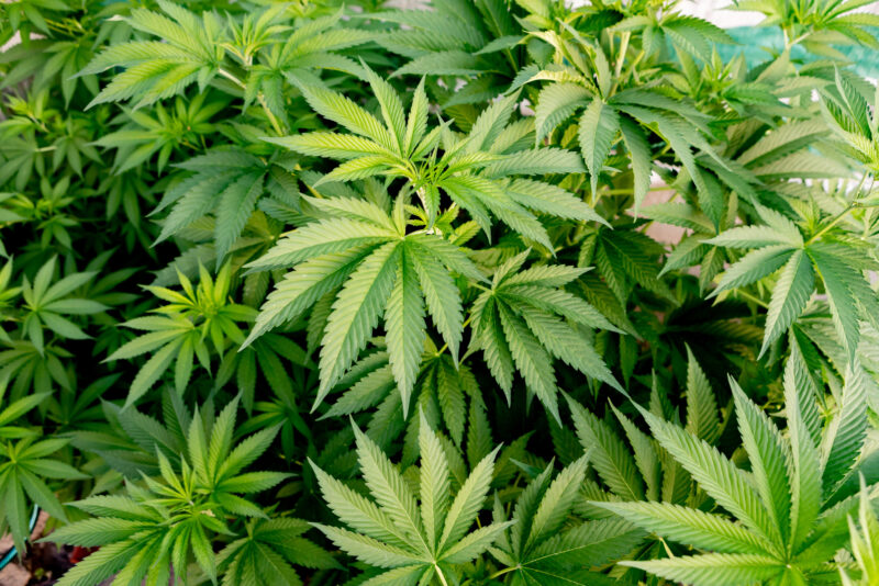 Close-up view of healthy cannabis leaves during the vegetative stage of outdoor growth.