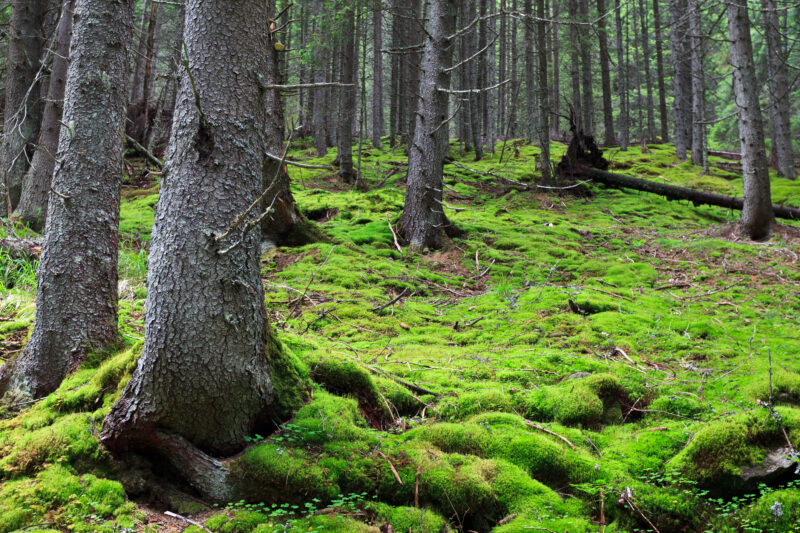 a beautiful pine forest with green grass