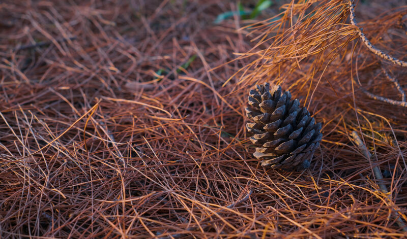 Selective focus on a pine cone on the forest floor covered with dry pine needles, close-up. Drought and fire danger in forests. Change of ecology photo for article about fires